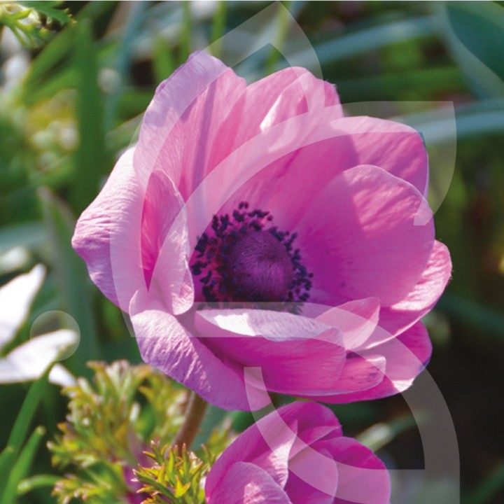 Bulbes Anémones de Caen Sylphide cal 07-08 les 100