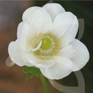 Bulbes Anémones de Caen The Bride cal 06-07 les 100