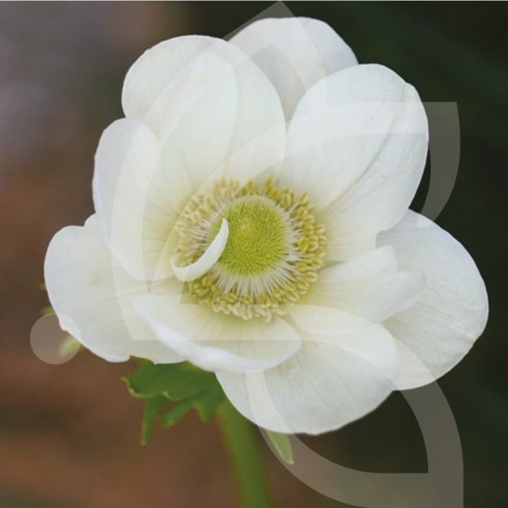 Bulbes Anémones de Caen The Bride cal 06-07 les 100