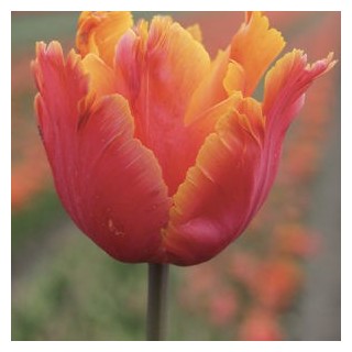 Bulbes Tulipes Amazing Parrot® cal 12/+ les 100