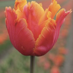 Bulbes Tulipes Amazing...