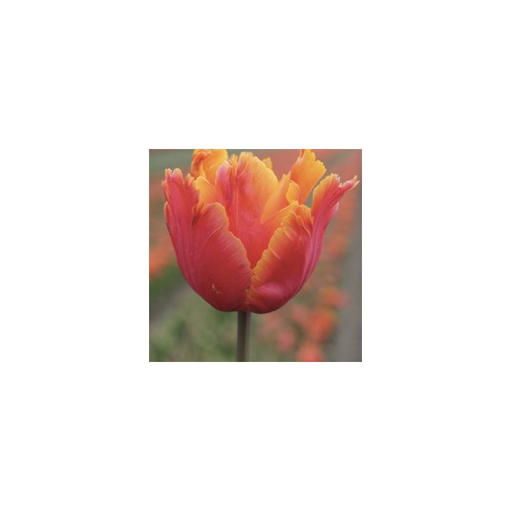 Bulbes Tulipes Amazing Parrot® cal 12/+ les 100