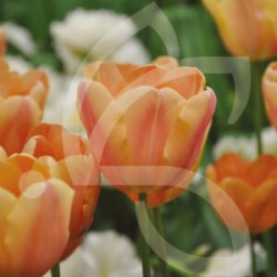 Bulbes Tulipes Apricot...