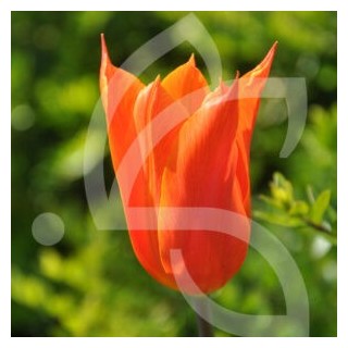 Bulbes Tulipes Ballerina cal 12/+ les 100