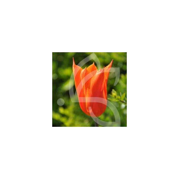 Bulbes Tulipes Ballerina cal 12/+ les 100