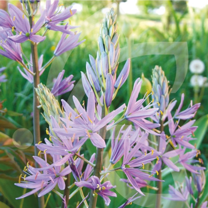 Bulbes Camassia Cusickii cal 14/+ les 25