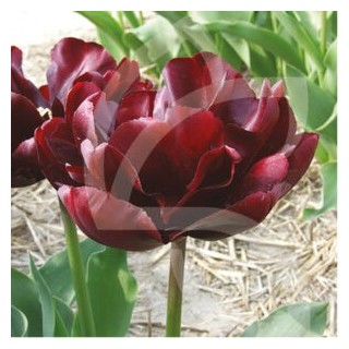 Bulbes Tulipes Black Hero® 12/+ les 100
