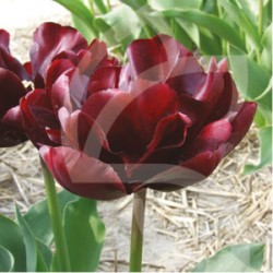 Bulbes Tulipes Black Hero®...