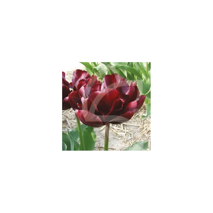 Bulbes Tulipes Black Hero® 12/+ les 100