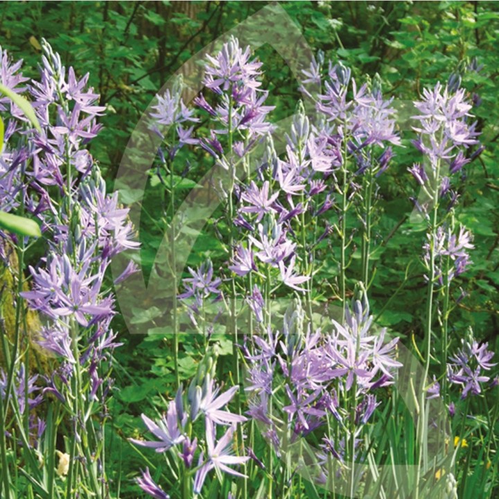 Bulbes Camassia leichtlinii Caerulea cal 14/+ les 25