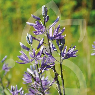 Bulbes Camassia Quamash cal 6/+ les 100