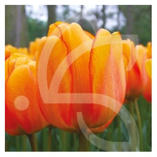 Bulbes Tulipes Blushing Apeldoorn cal 12/+ les 100
