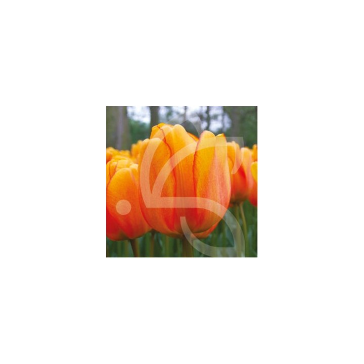 Bulbes Tulipes Blushing Apeldoorn cal 12/+ les 100