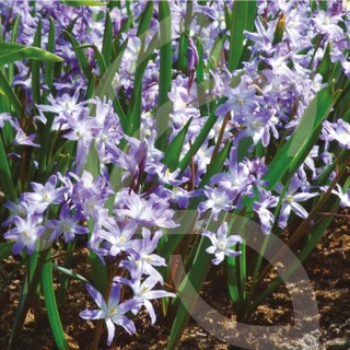 Bulbes Chionodoxas Forbesii Blue Giant cal 05-06 les 100