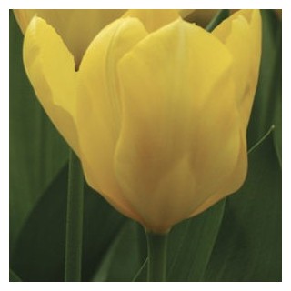 Bulbes Tulipes Candela cal 11/12 les 100