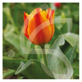 Bulbes Tulipes Cape Cod cal 12/+ les 100