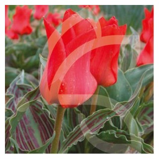 Bulbes Tulipes Chaperon rouge cal 11/12les 100