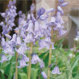 Bulbes Hyacinthoïdes non scripta cal 06-07 les 100