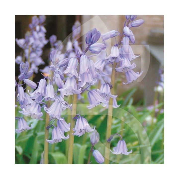 Bulbes Hyacinthoïdes non scripta cal 06-07 les 100