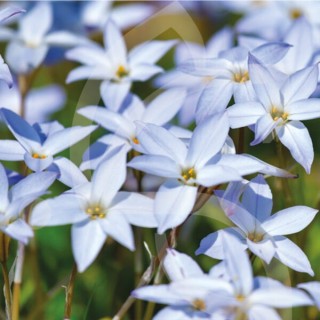 Bulbes Ipheon Uniflorum cal 04-05 les 100