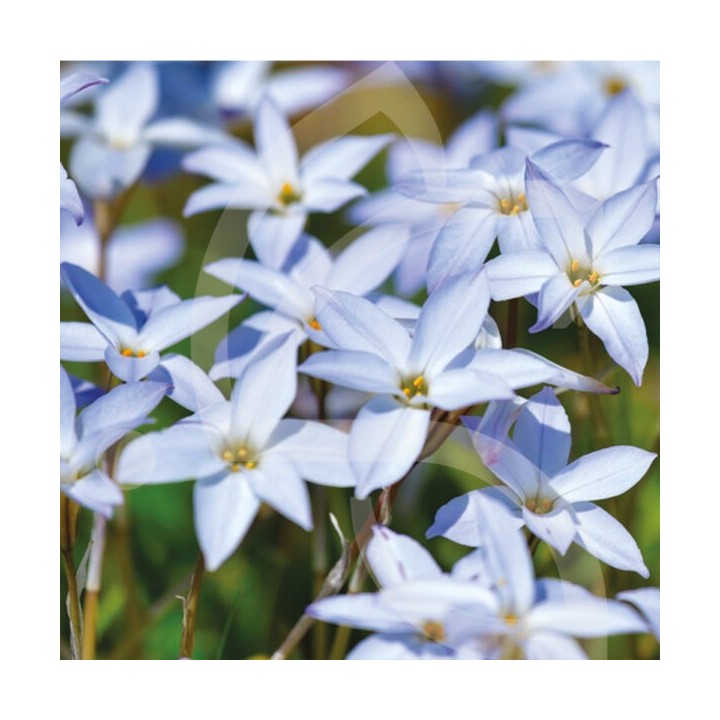 Bulbes Ipheon Uniflorum cal 04-05 les 100