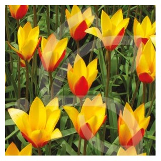 Bulbes Tulipes Chrysantha cal 6/+ les 100