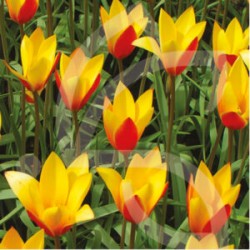 Bulbes Tulipes Chrysantha...