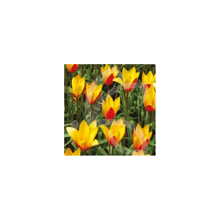 Bulbes Tulipes Chrysantha cal 6/+ les 100