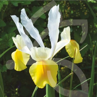 Bulbes Iris Apollo cal 07-08 les 100