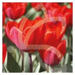 Bulbes Tulipes Couleur Cardinal cal 12/+ les 100