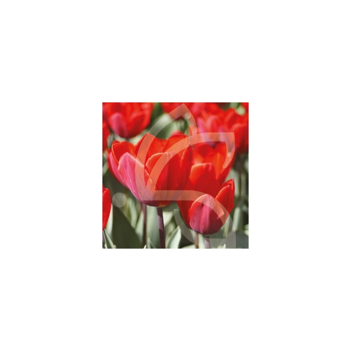 Bulbes Tulipes Couleur Cardinal cal 12/+ les 100