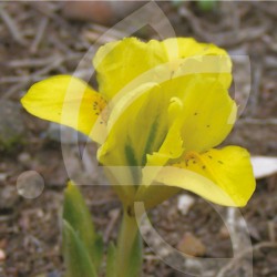 Bulbes Iris botanique...