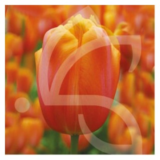 Bulbes Tulipes Dordogne cal 11/12 les 100