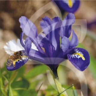 Bulbes Iris Reticulata Harmony cal 05-06 les 100
