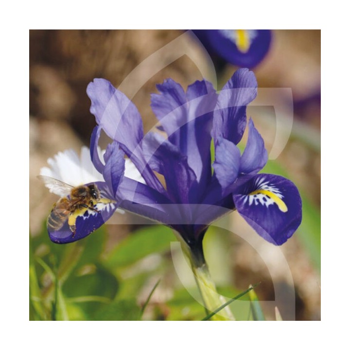 Bulbes Iris Reticulata Harmony cal 05-06 les 100