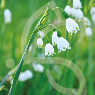 Bulbes Leucojum Gravetye Giant cal 12/+ les 50