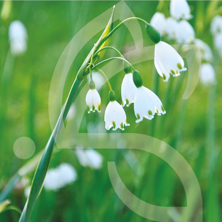 Bulbes Leucojum Gravetye Giant cal 12/+ les 50