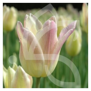 Bulbes Tulipes Fleur de Lys Elegant Lady cal 12/+ les 100