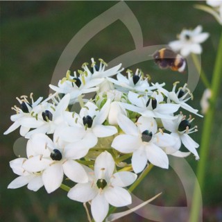 Bulbes Ornithogale Arabicum cal 14/+ les 25