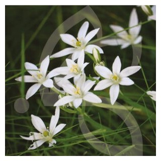 Bulbes Ornithogale Umbellatum cal 5/+ les 25