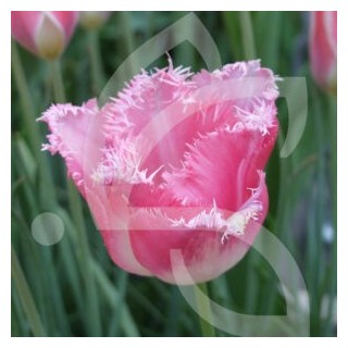 Bulbes Tulipes Fancy Frills® cal 11/12 les 100
