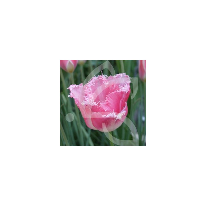 Bulbes Tulipes Fancy Frills® cal 11/12 les 100