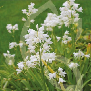 Bulbes Scilla Campanulata blanc cal 08/+ les 100