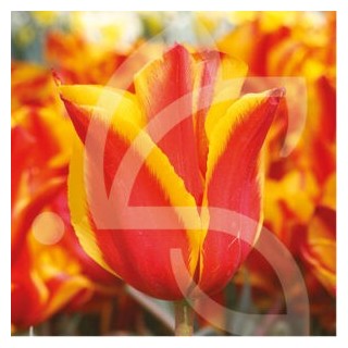 Bulbes Tulipes Flair cal 11/12 les 100