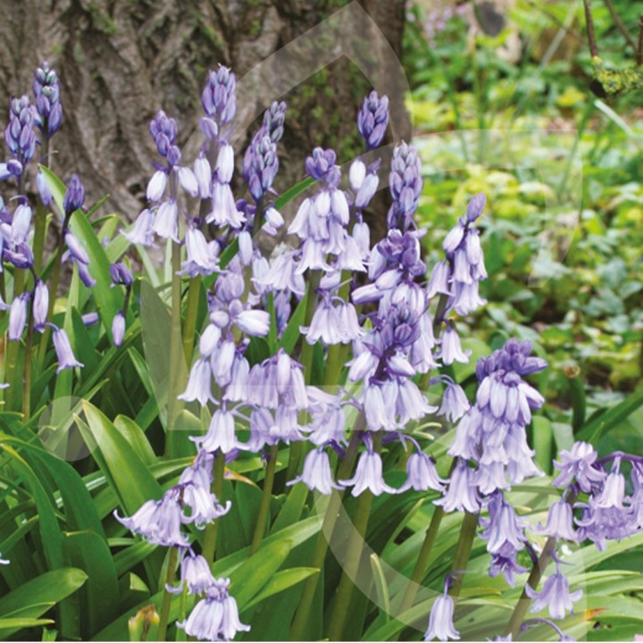 Bulbes Scilla Campanulata bleu cal 8/+ les 100