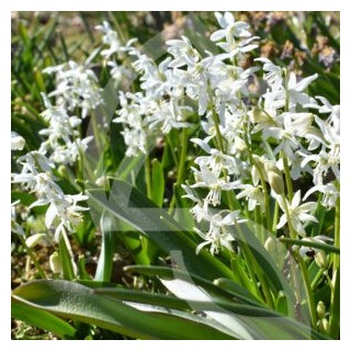 Bulbes Scilla Siberica Alba cal 07-08 les 100