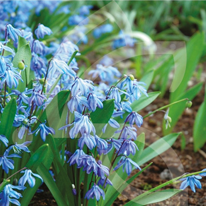 Bulbes Scilla Siberica cal 07-08 les 100