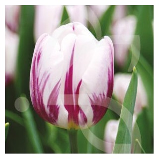 Bulbes Tulipes Triomphe Flaming Flag cal 12/+ les 100