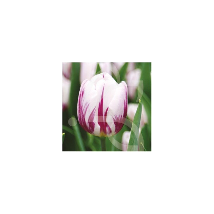 Bulbes Tulipes Triomphe Flaming Flag cal 12/+ les 100