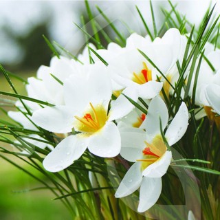 Bulbes Chrys. Crocus Ard Schenk cal 05-07 les 100